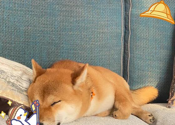 柴犬打疫苗每针费用是多少？需要定期打吗？
