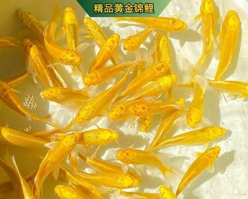 小锦鲤鱼苗的营养需求是什么？哪种鱼食最适合？