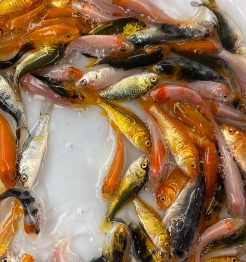 小锦鲤鱼苗的营养需求是什么？哪种鱼食最适合？