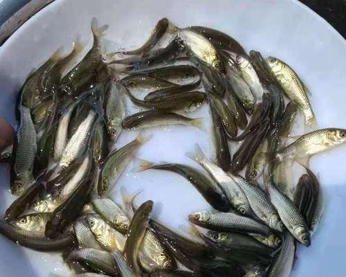 河里小鱼苗适合家养食物吗？