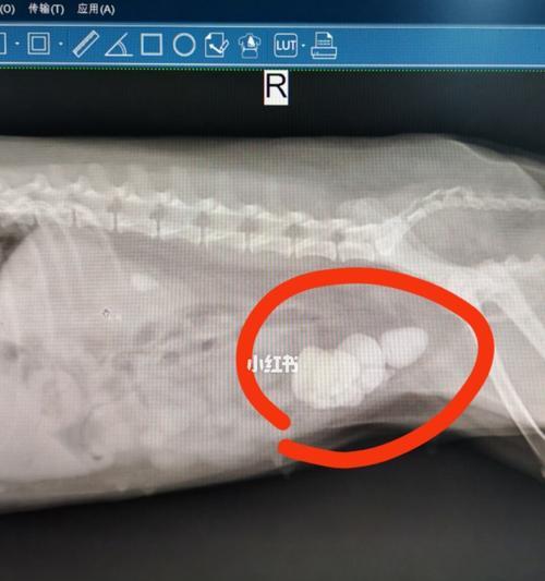 泰迪尿道感染去医院大概花多少钱？治疗泰迪尿道感染的费用是多少？