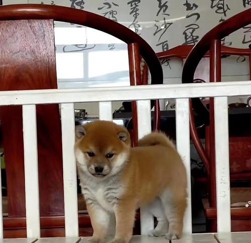 奉化同城柴犬的出售价格是多少？购买柴犬需要注意什么？