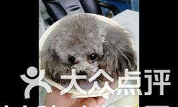 泰迪绝育后多久可以配种？需要注意什么？