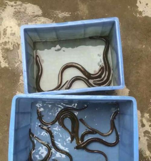 鳗鱼苗的口感如何？