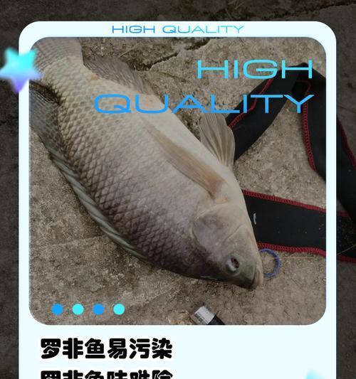家养罗非鱼苗为何会死亡？主要原因有哪些？
