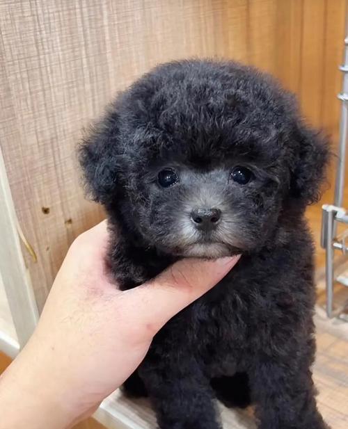 灰泰迪幼崽6只好养吗多少钱？灰泰迪幼崽的饲养和护理要点有哪些？