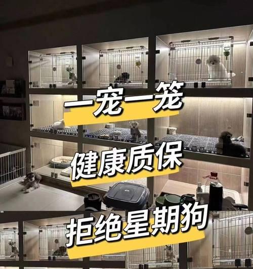 李村大集有卖柴犬吗？柴犬的价格是多少？