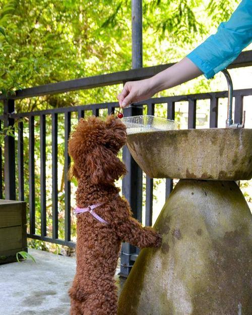 带泰迪犬旅游是否合适？目前的费用大概是多少？
