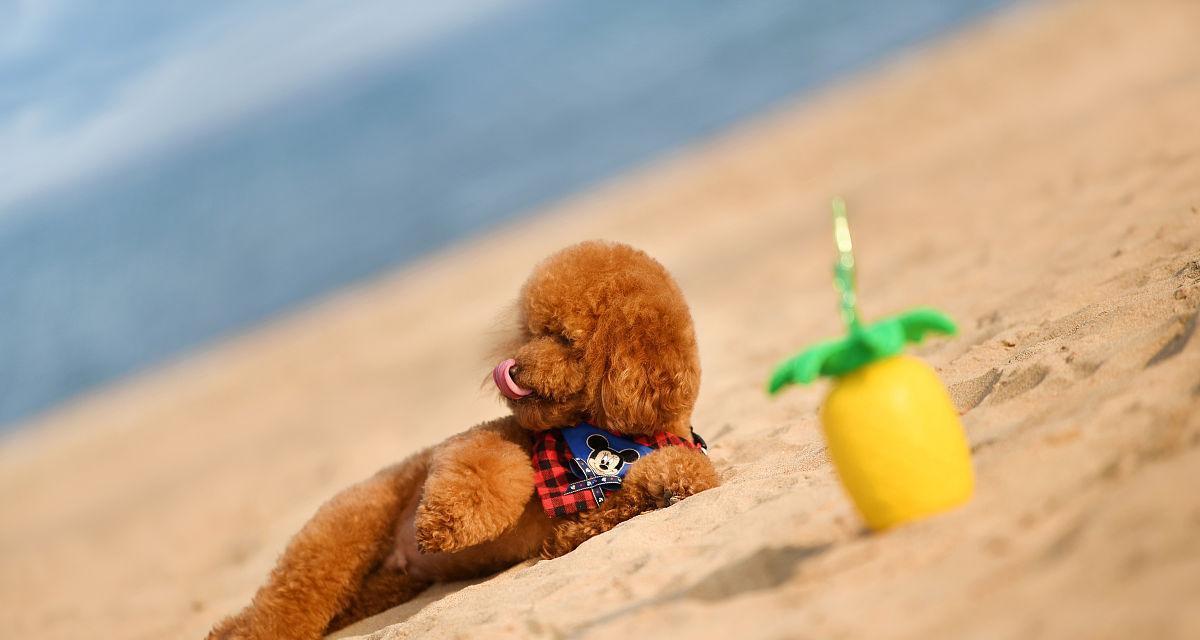 带泰迪犬旅游是否合适？目前的费用大概是多少？