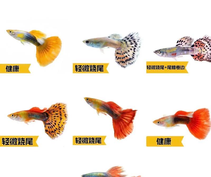 广东地区孔雀鱼苗被称作什么品种？
