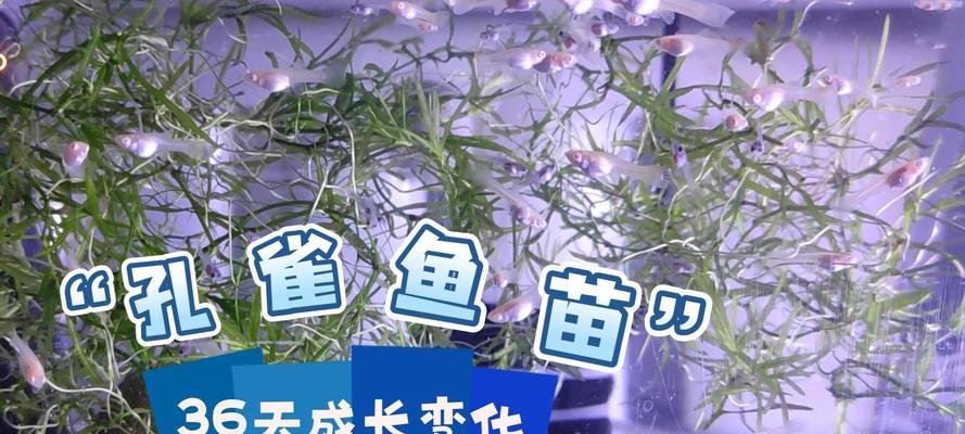 广东地区孔雀鱼苗被称作什么品种？