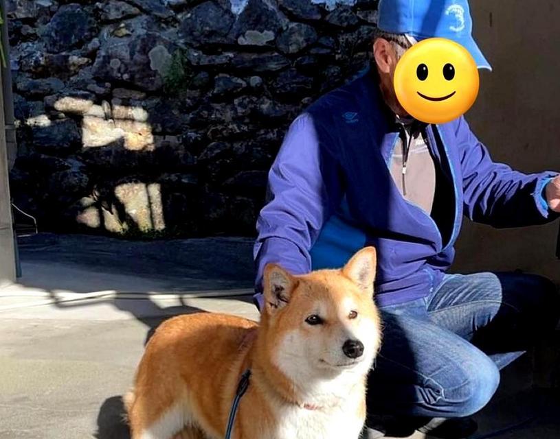 短腿柴犬的平均寿命是多少年？影响柴犬寿命的因素有哪些？
