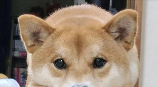 短腿柴犬的平均寿命是多少年？影响柴犬寿命的因素有哪些？