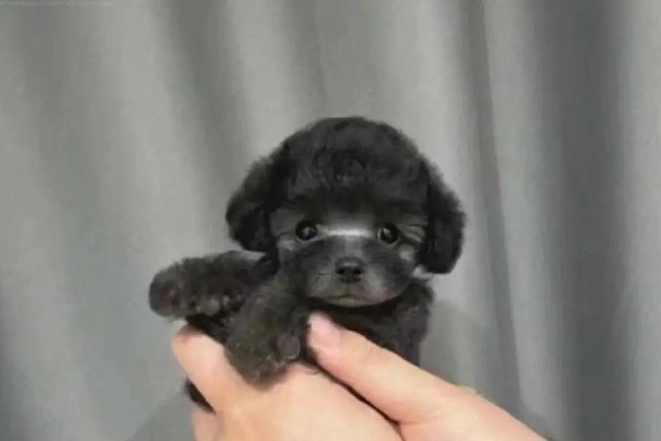 安阳养泰迪幼犬需要多少钱？