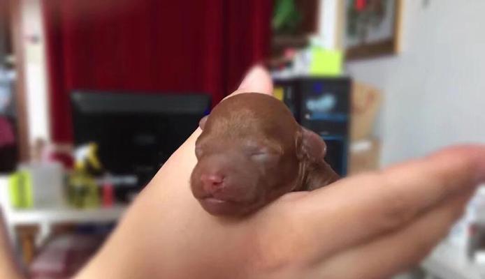 安阳养泰迪幼犬需要多少钱？