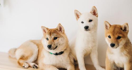 番茄柴犬领养条件是什么？领养费用大概多少？