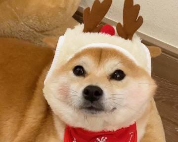 番茄柴犬领养条件是什么？领养费用大概多少？