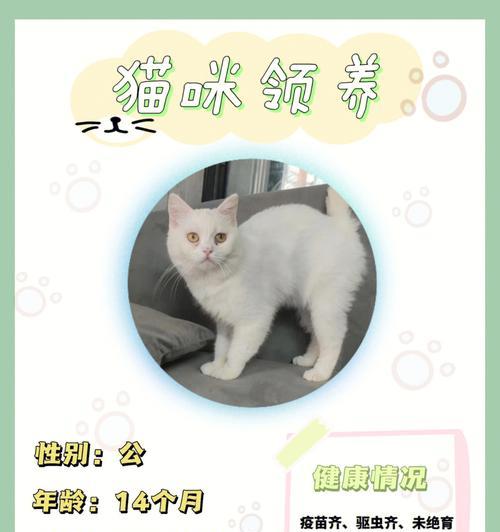番茄柴犬领养条件是什么？领养费用大概多少？
