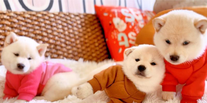 白柴犬颜值巅峰期是多少？白柴犬的饲养和护理需要注意什么？