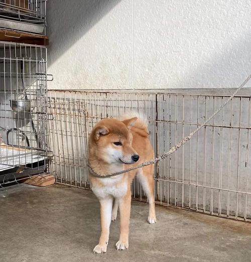 柴犬的体型上限是多少？如何判断柴犬是否健康？