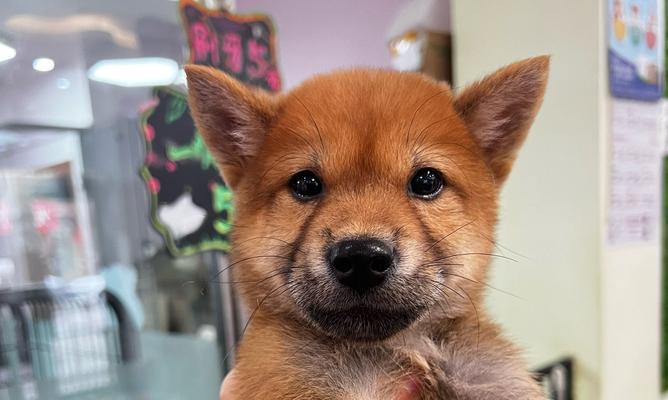 柴犬应接种哪些疫苗？费用大概是多少？