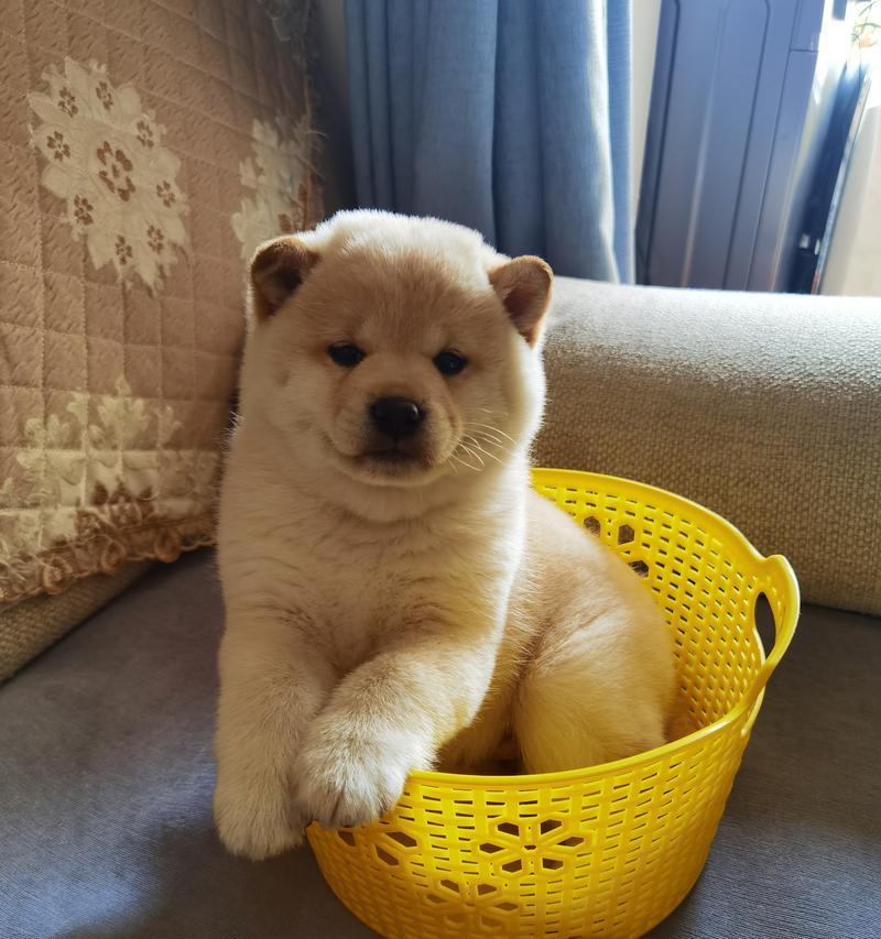 柴犬应接种哪些疫苗？费用大概是多少？