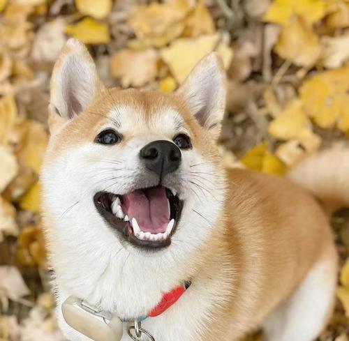在上海家养柴犬是否可行？需要多少预算？