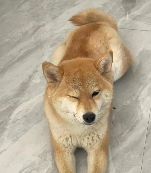 在上海家养柴犬是否可行？需要多少预算？
