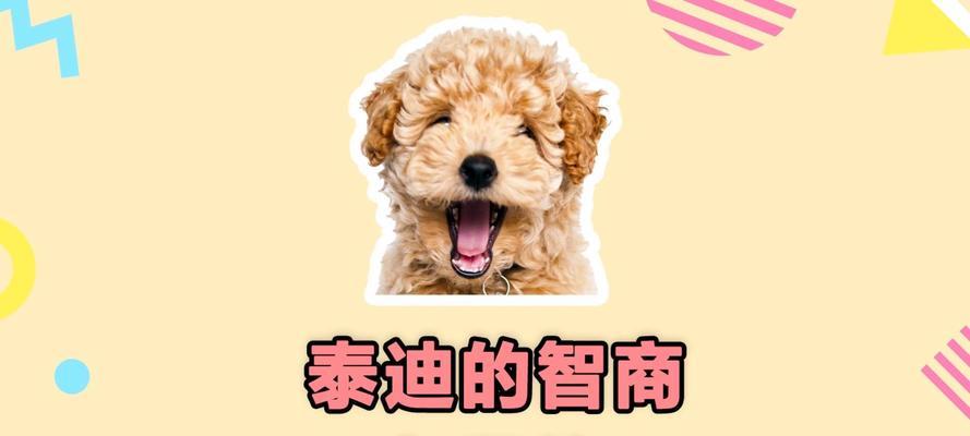 泰迪4岁的智力相当于人类几岁？如何训练提高泰迪的智力？