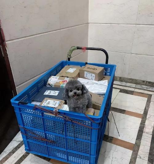 深圳泰迪配对的费用高吗？配对后需要注意哪些事项？