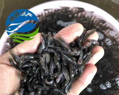 哪些鱼苗不需要打氧且富含高蛋白？养殖时应注意什么？