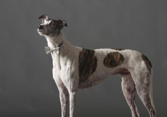 大型犬品种国外有哪些？哪些品种适合家庭饲养？