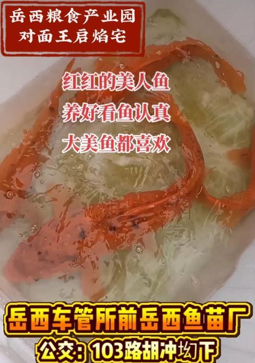 如何通过鱼苗的大小判断鱼的种类？