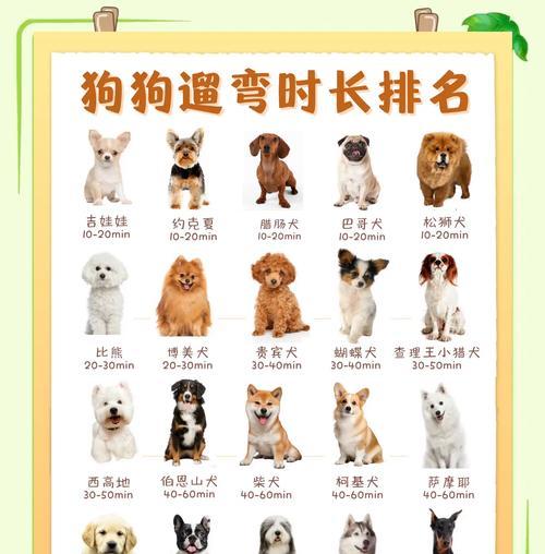 新手适合购买哪些大型犬种？如何选择合适的犬种？