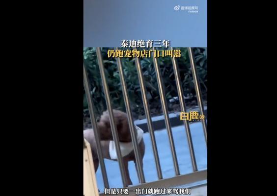 天津泰迪绝育团购的费用是多少？团购绝育有哪些好处？