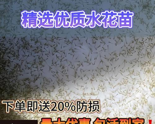 水花鱼苗对水质有何要求？如何创造适宜的养殖环境？