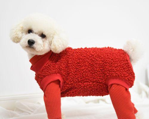 小型犬泰迪的最大体重是多少？如何控制其体重？