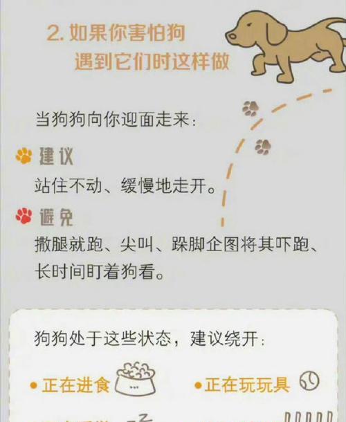 哪些小型犬容易咬主人？如何预防和处理这种情况？