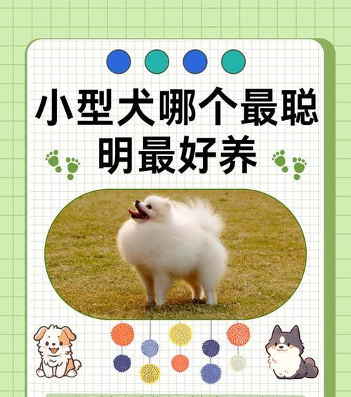 阿根廷小型犬有哪些名字？它们的特点是什么？