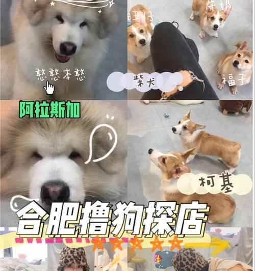 小鸡毛柯基柴犬可以养吗？购买成本大概是多少？