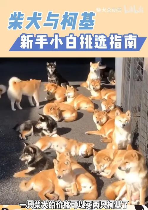 小鸡毛柯基柴犬可以养吗？购买成本大概是多少？