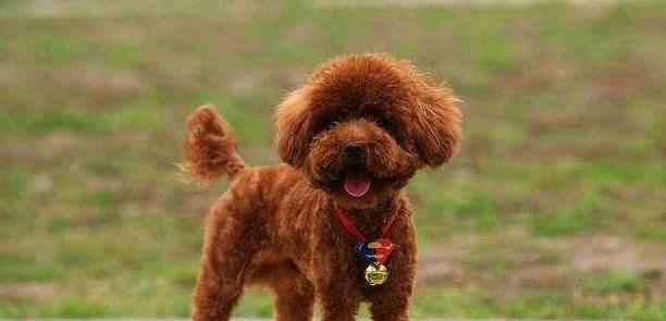 六只泰迪犬的总价是多少？如何挑选健康的泰迪犬？
