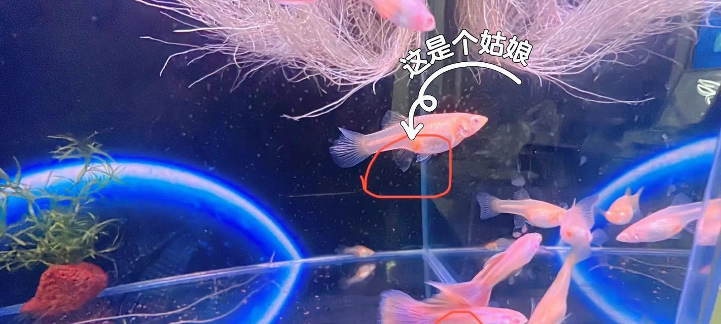 孔雀鱼苗肠炎的治疗方法是什么？为什么会得肠炎？