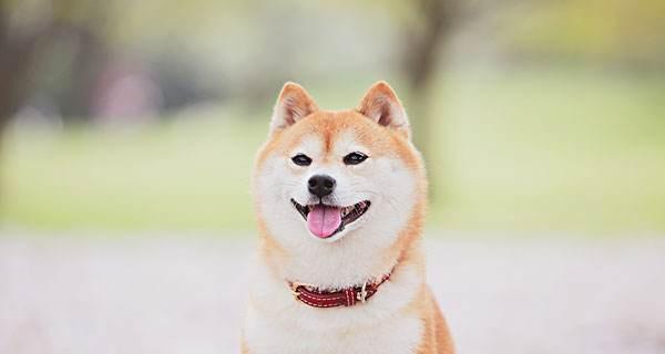 小型柴犬的标准体重是多少斤？如何维持柴犬的健康体重？