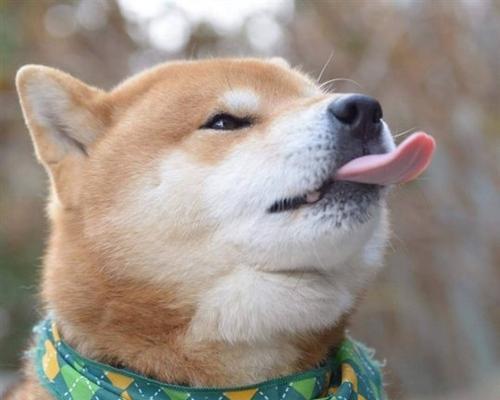 小型柴犬的标准体重是多少斤？如何维持柴犬的健康体重？