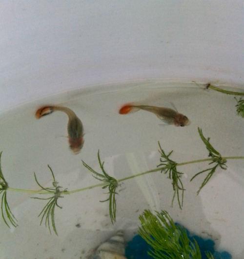 孔雀鱼苗开灯时间过长会怎样？