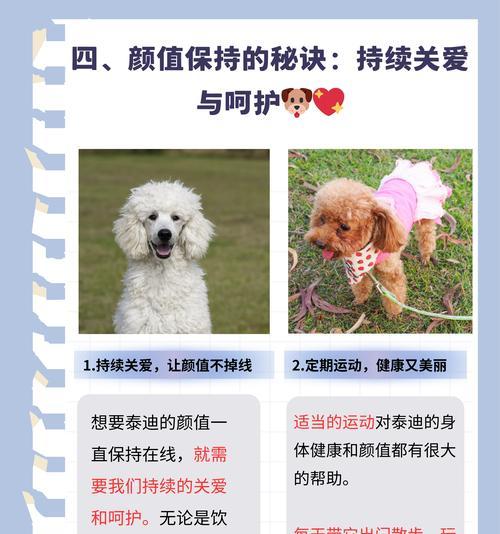 喂养泰迪一年的费用是多少？如何合理控制喂养成本？