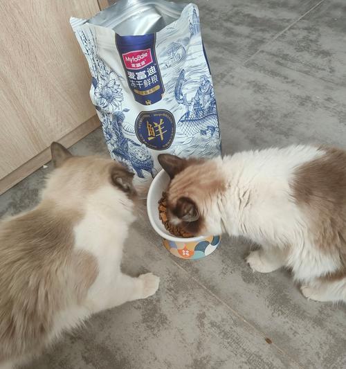 家里同时养狗和猫，如何正确放置猫粮？
