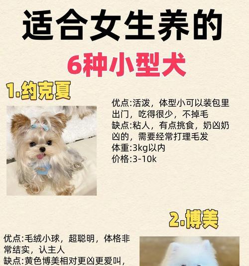 哪些中小型犬品种适合城市生活？禁养规定是什么？