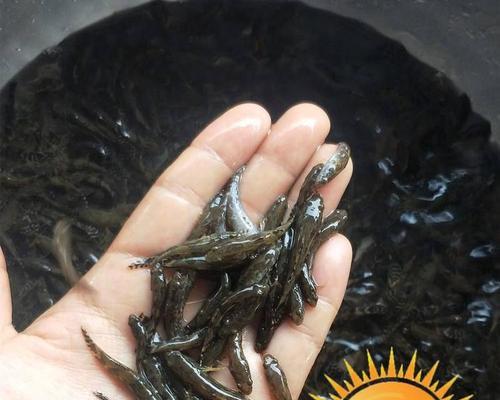鱼苗出生不长嘴的原因是什么？可能的疾病有哪些？